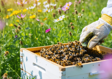 découvrez comment devenir apiculteur amateur et contribuer activement à la préservation des abeilles, indispensables à notre écosystème et à la biodiversité.